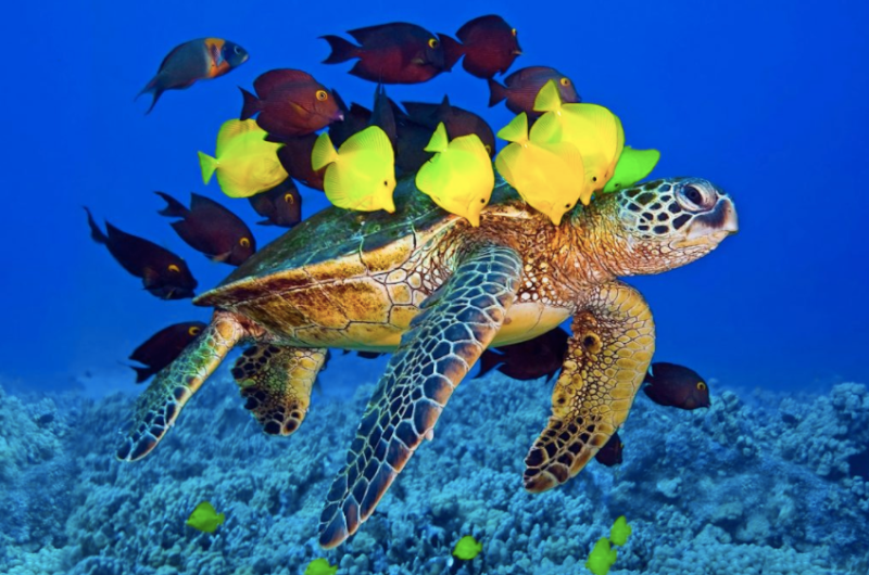 Día mundial de las torturas marinas