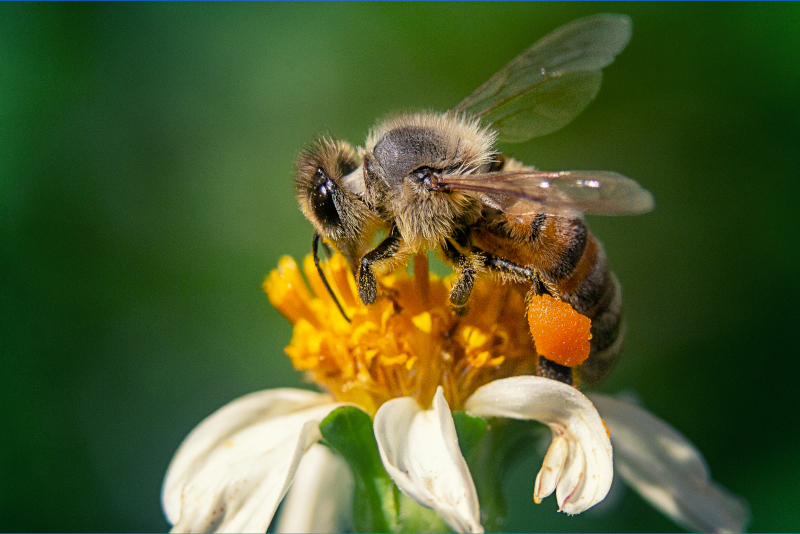 Día Mundial de las Abejas
