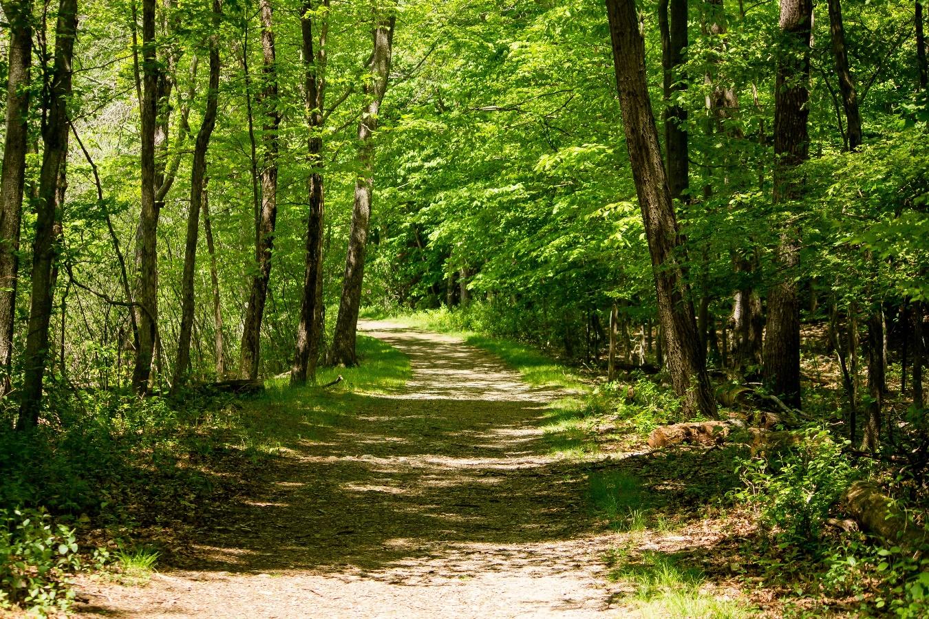 Entérate de los cambios en el Estudio Técnico Justificativo derivados de la publicación del Reglamento de la Ley General de Desarrollo Forestal Sustentable, para la autorización por el Cambio de Uso de Suelo en Terrenos Forestales.
