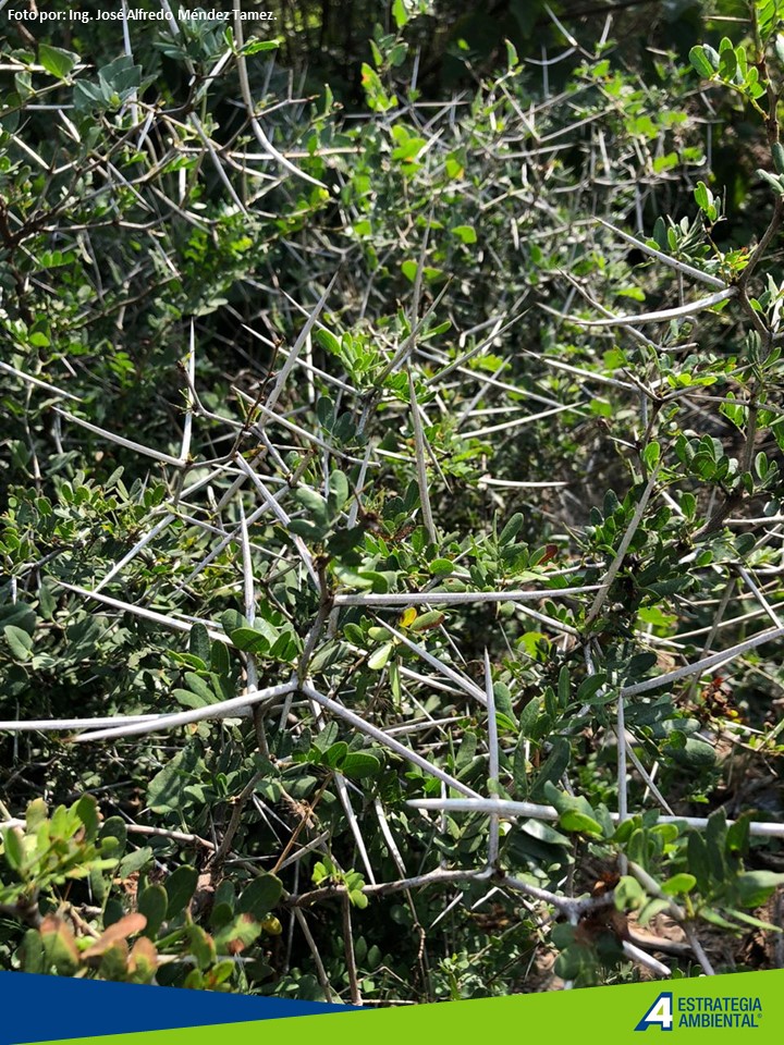 Matorral Espinoso Tamaulipeco