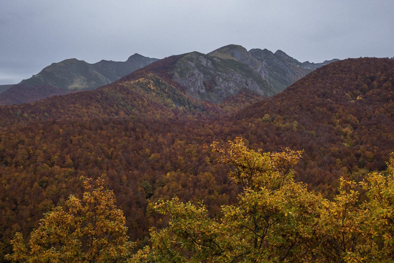 ¿Qué es el Cambio de Uso de Suelo Forestal?