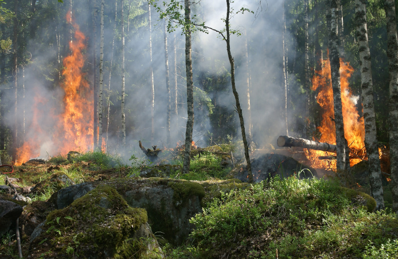 ¿Qué sucede con mi predio después de un incendio forestal?