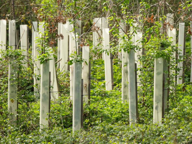 Reforestación: Qué es y cuántos tipos existen